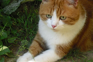 Hd Cat Wallpapers, Free Cat Images, Claw, Animals, Pets, Cat Eyes ...