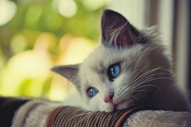 Sad Cat Wallpaper.jpg