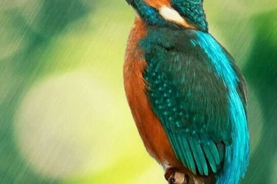 Moto E Wallpapers Thread