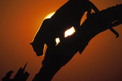 Puma Pictures Wild Puma Animal Pictures