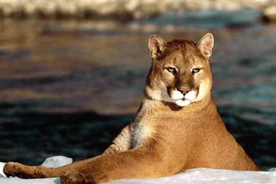 YouWall Puma Wallpapers Wallpaper,wallpapers,free Wallpapers ...