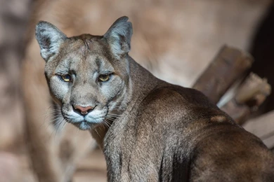 Full HD 1080p Puma Wallpapers HD, Desktop Backgrounds 1920x1080