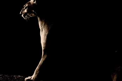 PUMA IN SHADOW WALLPAPER   (