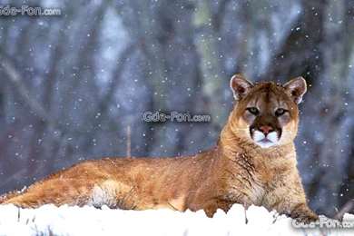 Puma Animal 16 Desktop Wallpapers   Hivewallpaper.com