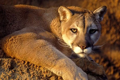 Puma Pictures   Wild Puma Animal Pictures