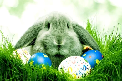 Spring Easter Wallpapers   Crazy Frankenstein