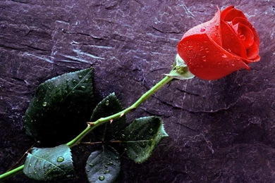 Wao amazing look red roses wallpapers free hd
