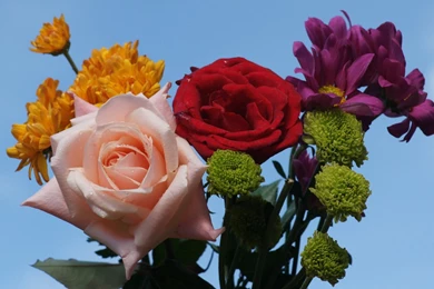 Pink red rose dsc00548 hdtv.jpg