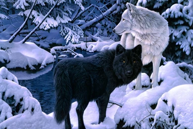 Wolf Wallpapers And Backgrounds Hd