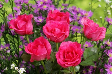 Pink_roses dsc02118 a1.jpg