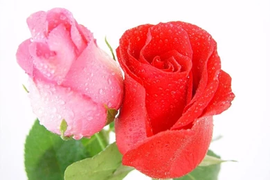Gallery For   Pink And Red Roses Pictures