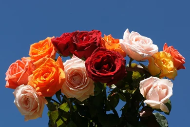 Roses Wallpapers: Colorful Roses, Rose Bouquet Wallpapers