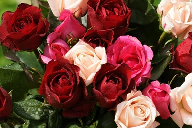 Pink red roses dsc03320 dwp.jpg