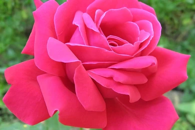 Pink Rose Wallpapers   Wallpapers Cave