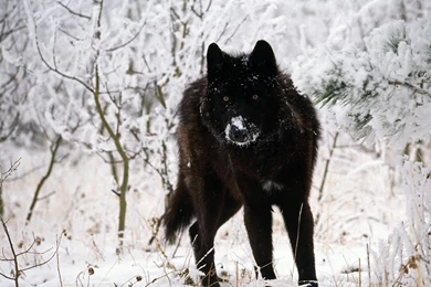 Black Wolf Wallpapers Wallpapers Cave