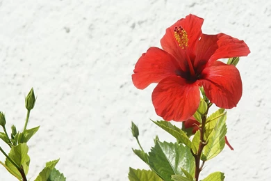 Hibiscus Photos And Wallpapers