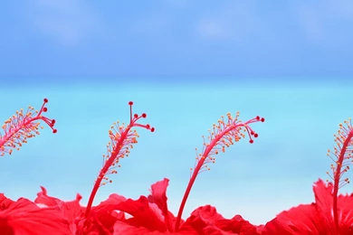 Hibiscus Wallpapers
