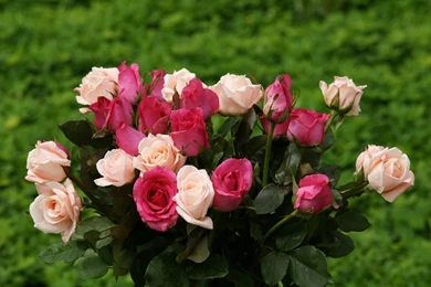 Rose Wallpapers   Beautiful Roses Bouquets