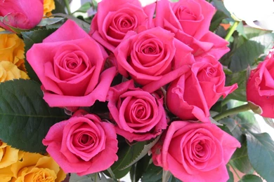 Yellow Rose Photos And Wallpapers