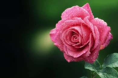 Beautiful Flower Pink Rose Wallpapers With Green Backgrounds