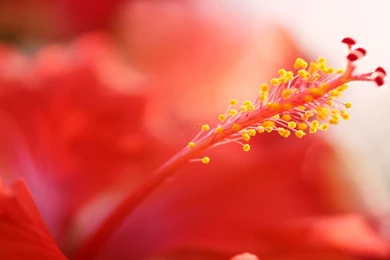 Download Hibiscus Up Close Wallpapers 4413 1920x1080 Px High ...