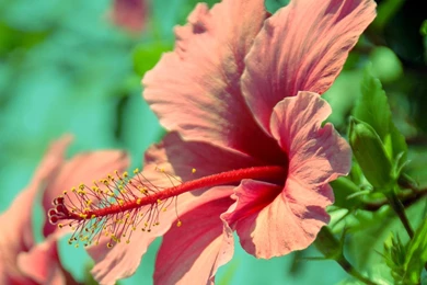 Hibiscus Flower Images And Wallpapers Download