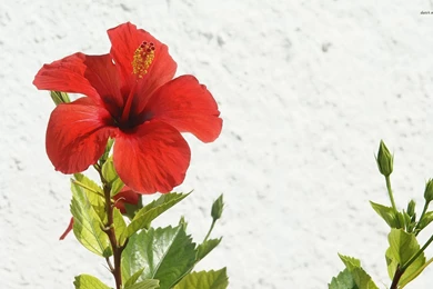 Hibiscus Wallpapers   Flower Wallpapers