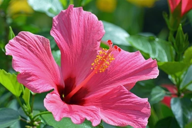 Hibiscus Wallpapers   Flower Wallpapers