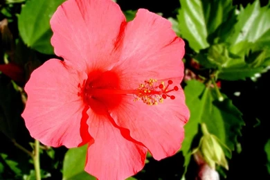 Hibiscus Wallpapers   133647