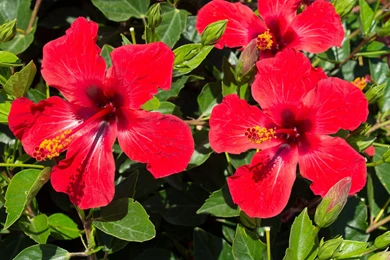 Hibiscus Wallpapers   Flower Wallpapers
