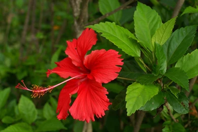 Download Red Hibiscus Wallpapers 4411 1920x1080 Px High Resolution ...
