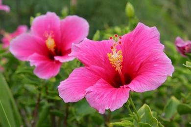 Hibiscus Wallpapers