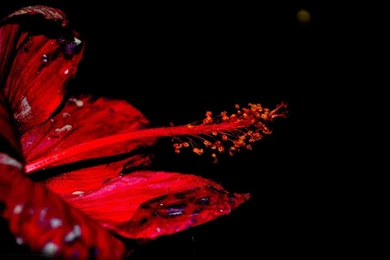 Red Hibiscus Wallpapers   Free Wide HD Wallpapers