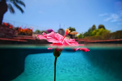 Hawaiian Hibiscus Floating On Pool   (