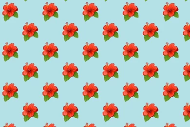 Hibiscus Flower Wallpaper｜Free Desktop Wallpaper Backgrounds ...