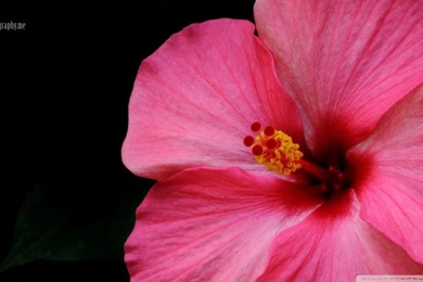 Hibiscus HD Desktop Wallpapers : Widescreen : High Definition ...