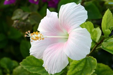 Hibiscus   Wallpaper.