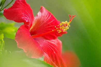 You Are Viewing The Flowers Wallpapers Named Red Hibiscus It Has ...
