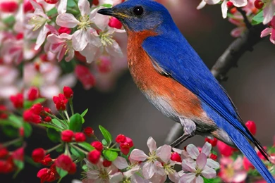 Bird pictures free wallpaper.jpg