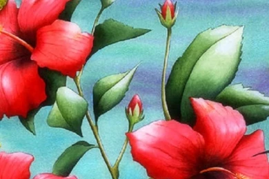 640x1136 Hummingbirds & Red Hibiscus Iphone 5 Wallpapers