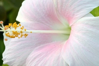 768x1024 White Hibiscus Flowers Desktop PC And Mac Wallpapers