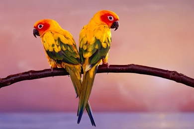 Birds Desktop Wallpapers   , New Wallpapers, New Wallpapers