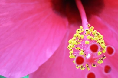 Hibiscus Widescreen Wallpapers