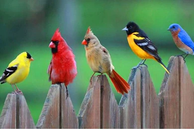 Birds Of A Feather Computer Wallpapers, Desktop Backgrounds ...