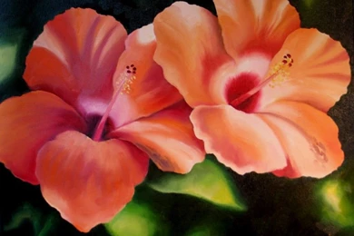 Orange Hibiscus HD Wallpapers