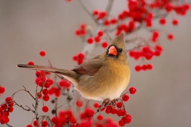 Desktop Backgrounds Birds   Wallpapers Cave