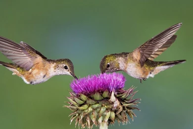 Hd birds images for desktop background.jpg