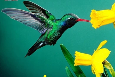 Desktop Wallpapers Of Birds Photography 3   Wallcoo.net