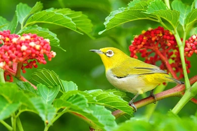 Birds Wallpaper, Bird Wallpaper, Birds Wallpapers, Bird Wallpapers ...