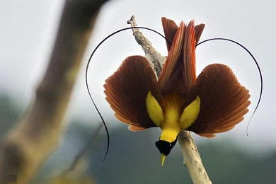 Greater Birds Of Paradise HD Wallpapers And Desktop Images